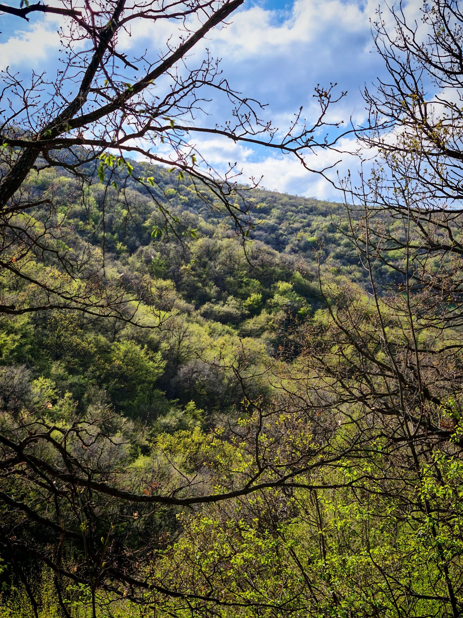 Долината, обрамчена от клони